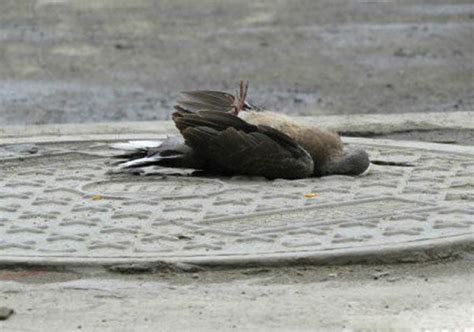 鳥死了怎麼處理